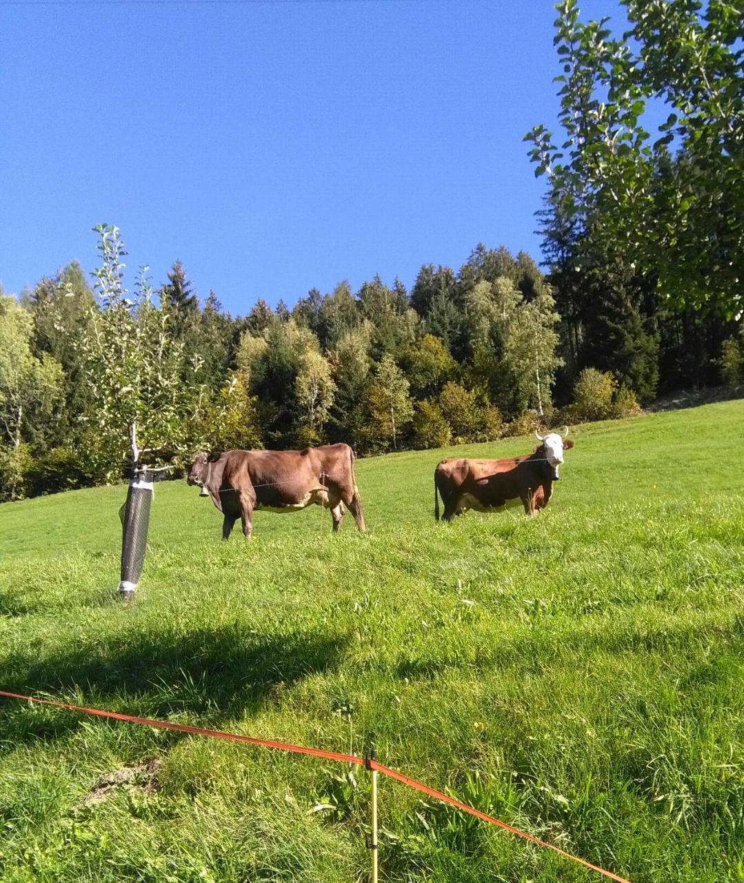 Stockhof Διαμέρισμα Zell am Ziller Εξωτερικό φωτογραφία